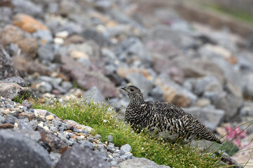 Rock ptarmigan (Lagopus muta japonica) in Japan