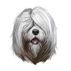 Naklejka na ściany i meble South Russian Ovcharka breed with opened mouth digital art. Watercolor portrait of pet originated from Russia, domestic animal with long fur