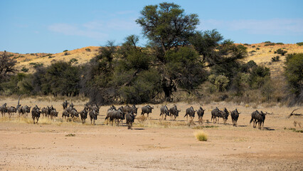 a huge herd of blue wildebeest walking towards a waterhole