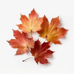Naklejka na ściany i meble Orange maple leaves in Autumn isolated against a white background
