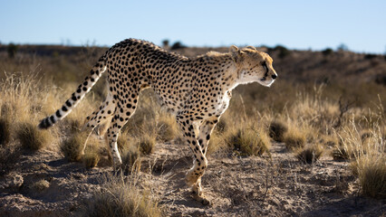 a female cheetah close up in the dry season