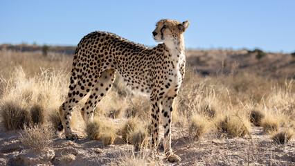 a female cheetah close up in the dry season