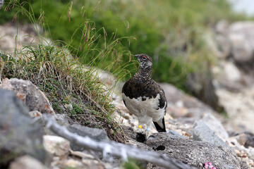 Rock ptarmigan (Lagopus muta japonica) in Japan