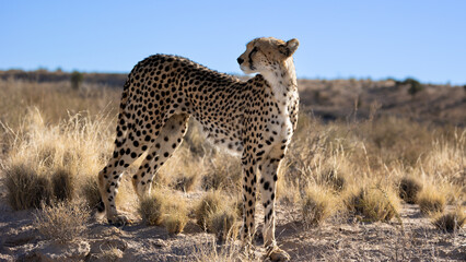 a female cheetah close up in the dry season - obrazy, fototapety, plakaty