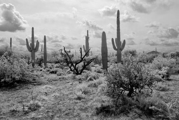 Sonora Desert Arizona in Infrared