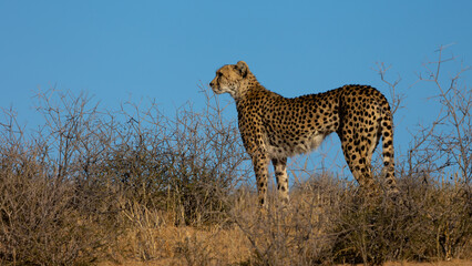a cheetah with a blue sky background