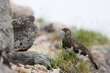Rock ptarmigan (Lagopus muta japonica) in Japan