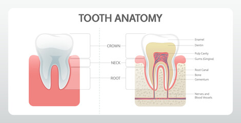 Dental Anatomy Poster