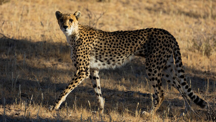 Fototapeta na wymiar a cheetah in the wild