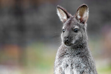 Bennett's Wallaby or Red-necked Wallaby (Notamacropus rufogriseus)
