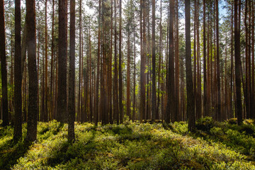 beautiful pine forest scenery during day.