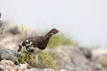 Rock ptarmigan (Lagopus muta japonica) in Japan