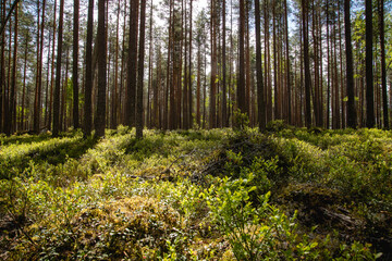 beautiful pine forest scenery during day.