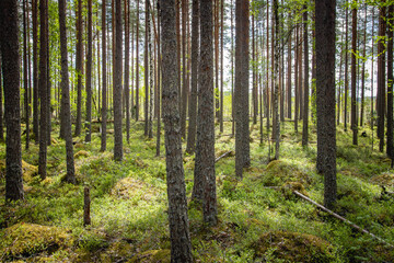 Fototapeta na wymiar beautiful pine forest scenery during day.