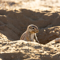 a ground squirrel during the dry season