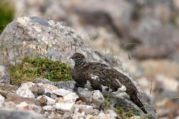 Rock ptarmigan (Lagopus muta japonica) in Japan