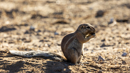 a ground squirrel during the dry season