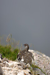 Rock ptarmigan (Lagopus muta japonica) in Japan
