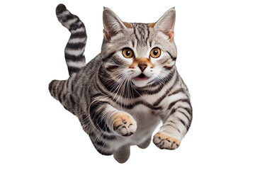 Fototapeta premium jump American Shorthair on isolated white background
