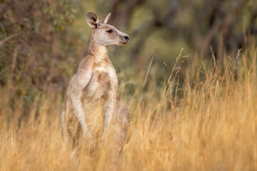 Eastern Grey Kangaroo (Macropus giganteus) © Andrew