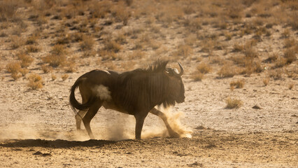a blue wildebeest kicking up dust