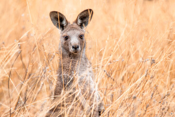 Eastern Grey Kangaroo (Macropus giganteus) © Andrew