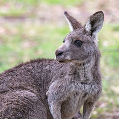 Naklejka na ściany i meble Eastern Grey Kangaroo (Macropus giganteus)