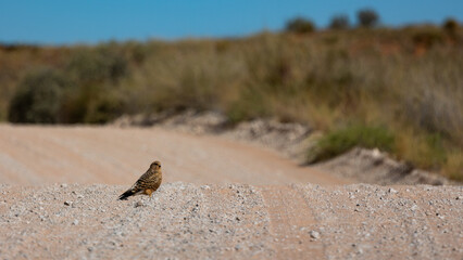 a greater kestrel on the road