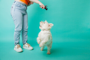 West highland white terrier standing next to the feet of a girl on a blue background