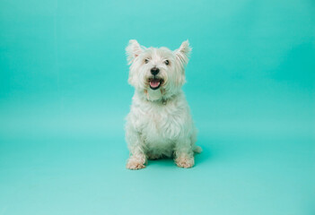 Young west highland white terrier on blue background, west highland white terrier in studio