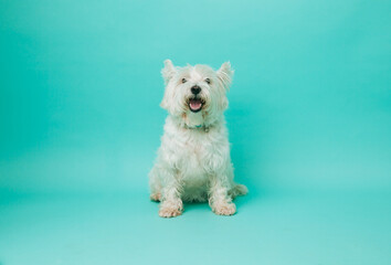 Young west highland white terrier on blue background, west highland white terrier in studio