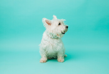 Young west highland white terrier on blue background, west highland white terrier in studio