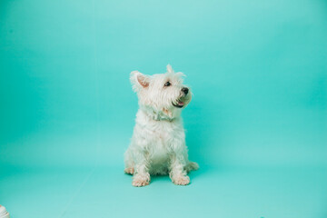 Young west highland white terrier on blue background, west highland white terrier in studio