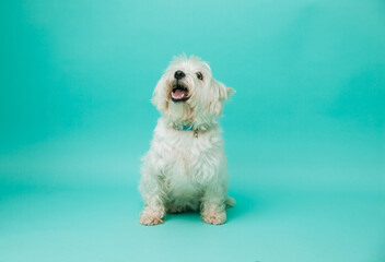 Young west highland white terrier on blue background, west highland white terrier in studio