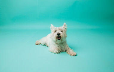Young west highland white terrier on blue background, west highland white terrier in studio