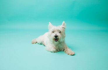 Young west highland white terrier on blue background, west highland white terrier in studio