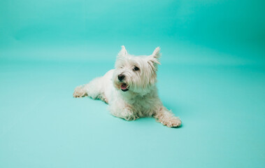 Young west highland white terrier on blue background, west highland white terrier in studio