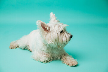 Young west highland white terrier on blue background, west highland white terrier in studio