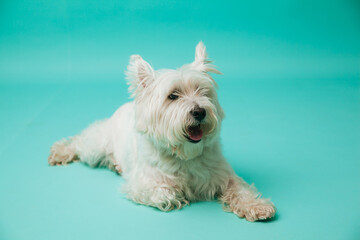 Young west highland white terrier on blue background, west highland white terrier in studio