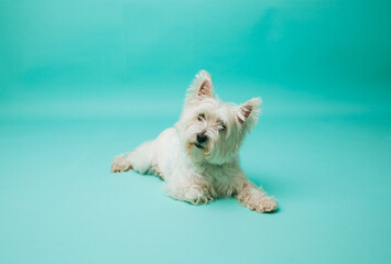 Young west highland white terrier on blue background, west highland white terrier in studio