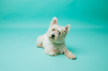 Young west highland white terrier on blue background, west highland white terrier in studio