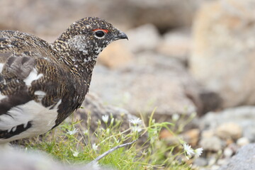 Rock ptarmigan (Lagopus muta japonica) in Japan