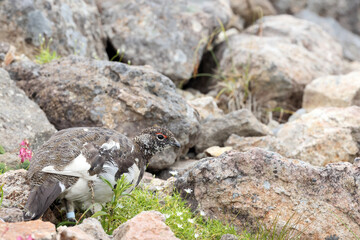 Rock ptarmigan (Lagopus muta japonica) in Japan