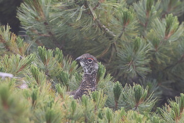 Rock ptarmigan (Lagopus muta japonica) in Japan