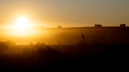 Obraz na płótnie Canvas springbok silhouette in dust early morning