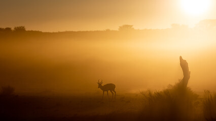 Fototapeta na wymiar springbok silhouette in dust early morning