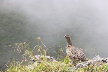 Rock ptarmigan (Lagopus muta japonica) in Japan