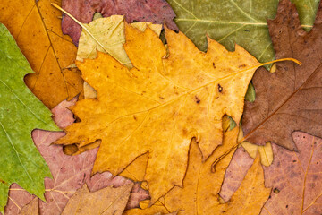 Dry autumn leaves background