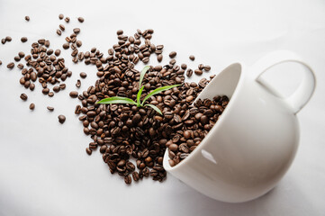 Growing coffee plant