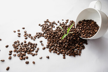 Growing coffee plant